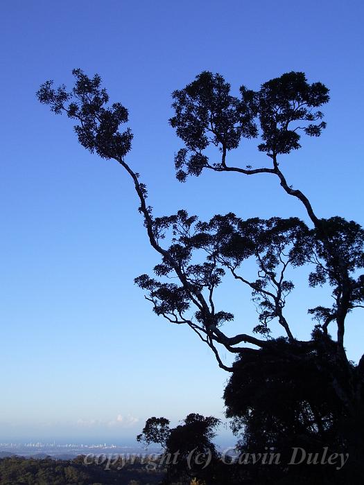 Evening, Springbrook, Looking towards Gold Coast IMGP3190.JPG